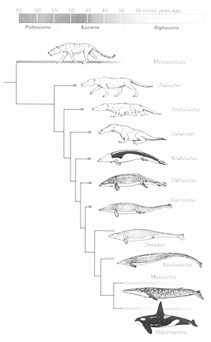 Categories Evolution | amphibianArc